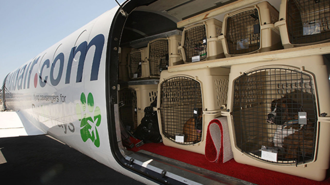Aeropuerto de Barcelona tendrá de acogida para animales