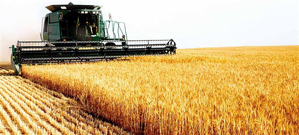 Argentina reducirá la producción de trigo el próximo año