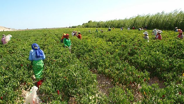 Perú aumenta su producción agropecuaria
