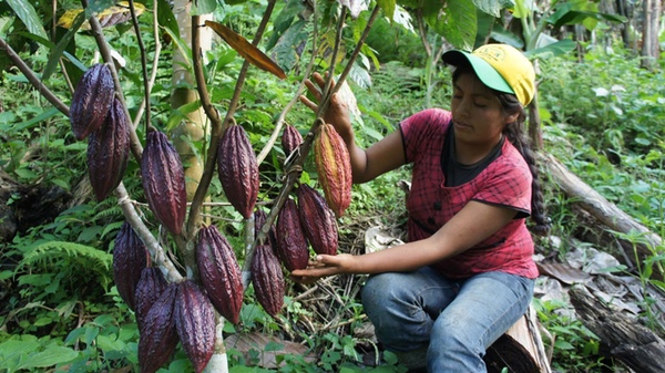 Peru invierte en cultivos alternativos