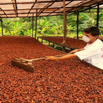 Cacao-produccion