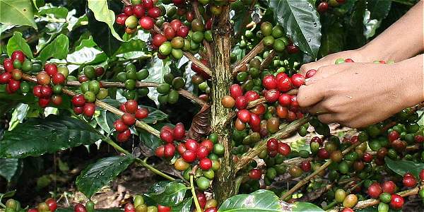 Colombia recibe más de 60 propuestas de 15 países para optimizar recolección de café