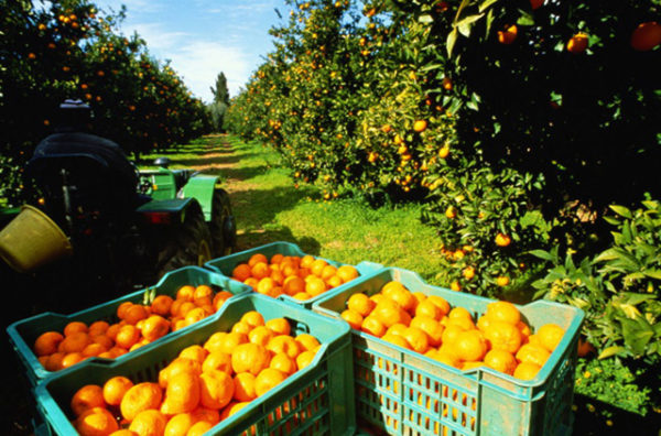 recolección-de-naranjas