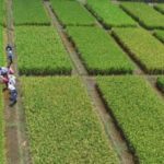 Productores de arroz de Colombia solicitan renegociar acuerdo comercial con Estados Unidos