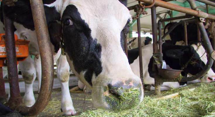 Uruguay aumenta sus exportaciones lácteas un 4% en un año