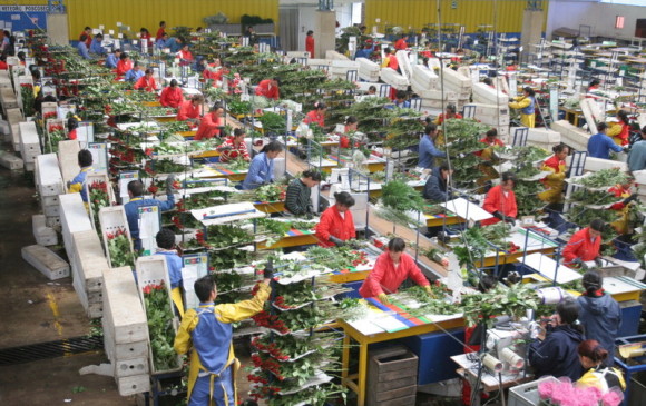 Colombia exportará 600 millones de flores a Estados Unidos por San Valentín