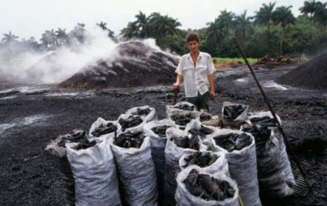 Cuba busca mejoras para la producción y distribución del marabú, fuente del carbón vegetal de exportación a Estados Unidos y Europa