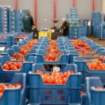 Proceso logístico se convierte en elemento crítico para exportación hortofrutícola