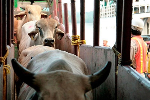 Puerto de Tarragona triplica el tráfico de ganado vivo en primer cuatrimestre