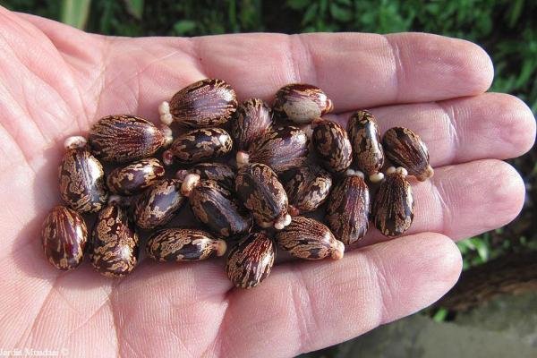 semillas de ricino