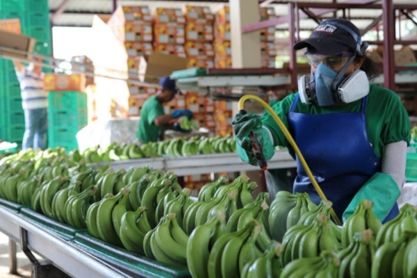 ecuador banano exportaciones