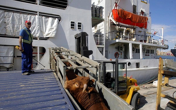 El Puerto de Cartagena instalará nueva terminal de ganado vivo en 2024